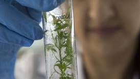 Cultivos miniatura dan opciones biotecnológicas a las pymes