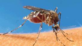 Época de lluvias también es época de dengue, ¡no se descuide!