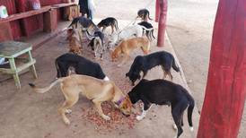 3.000 perros y gatos afectados por pandemia reciben donación de alimentos