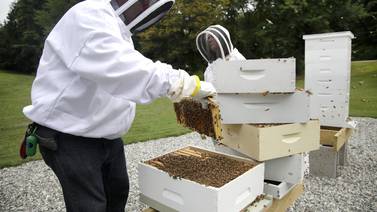 ¿Son terapéuticas las abejas?