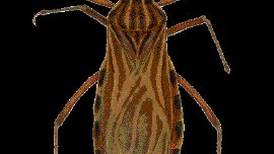 Centroamérica  eliminó insecto transmisor del mal de Chagas