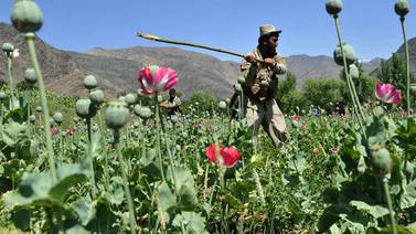 Opio establece récord de    producción en Afganistán    