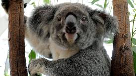 Estado australiano de Queensland declarará al koala como especie vulnerable