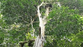 Árbol endémico lleva el ‘Costaricensis’ en su nombre para celebrar la tierra donde crece
