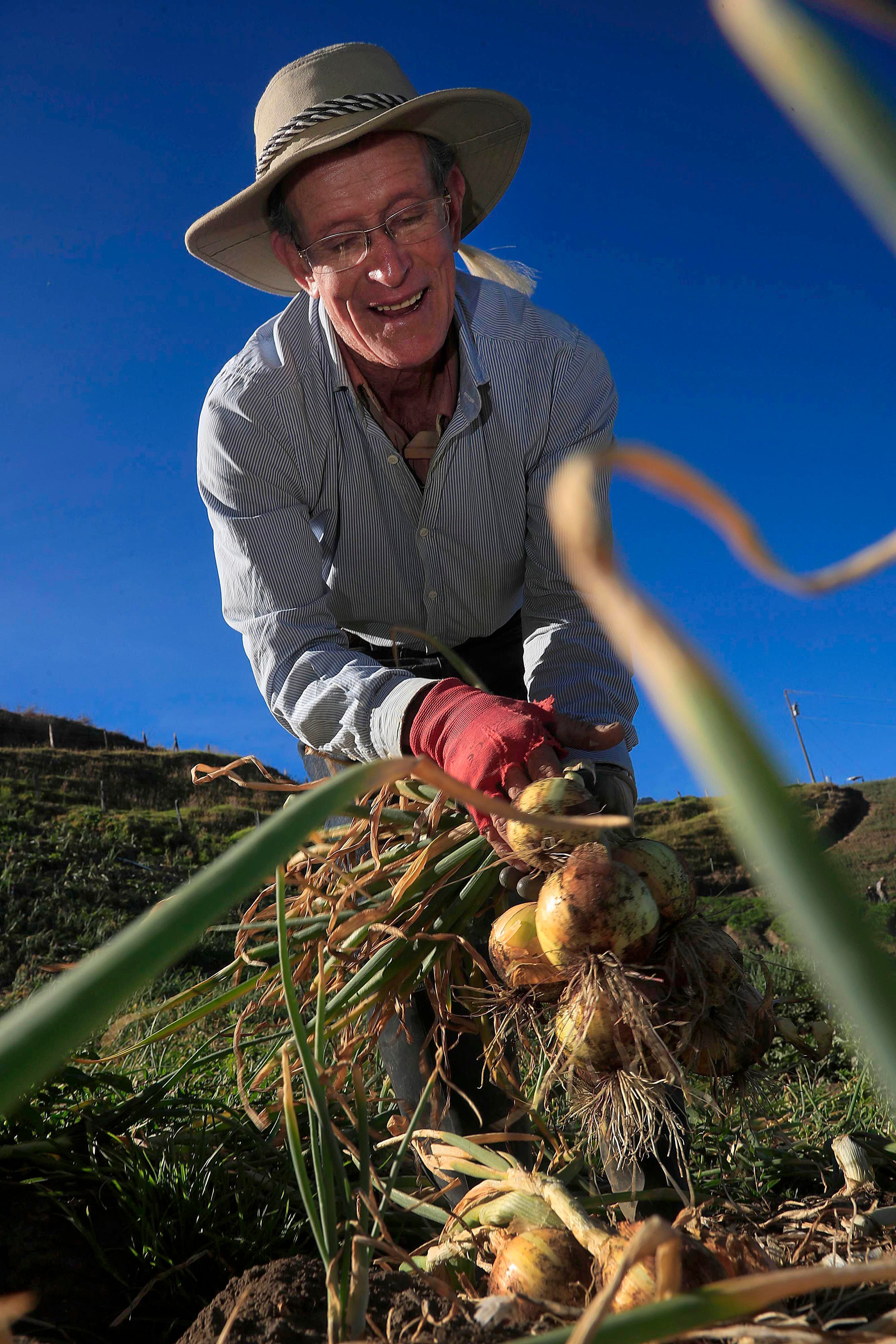 Euquerio Víquez Víquez, de 75 años, disfruta como niño la recolección de cebolla, en San Juan de Chicuá. La foto se tomó a las 7:26 a.m.
