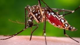 Controlar cambio climático evitará 3 millones de casos de dengue al año en América Latina