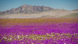 Lluvias de  flores en el desierto de Atacama