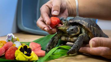 Janus, la tortuga de dos cabezas, celebra entre flores su cumpleaños número 25