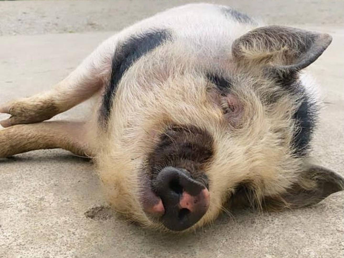 Los cerdos vietnamitas o 'mini pigs' tienen una demanda creciente como mascotas en Costa Rica. El Servicio Nacional de Salud Animal advirtió que deben estar registrados ante la entidad. Foto: Cortesía
