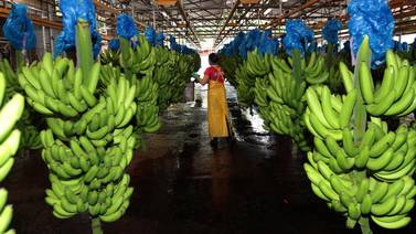 Bananeros latinoamericanos denuncian baja de precios en supermercados alemanes