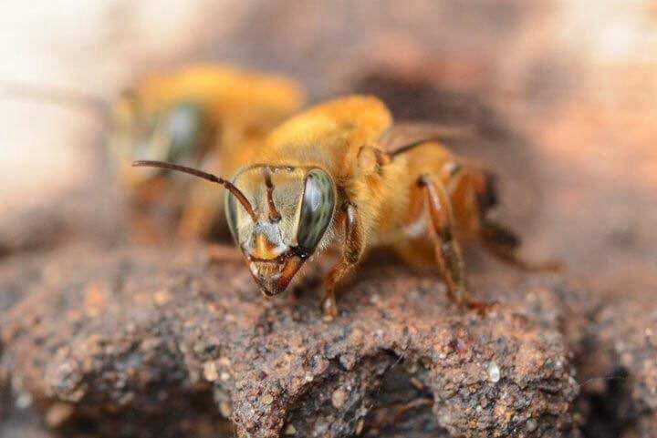 Abeja mariola una de las especies de abejas nativas sin aguijón en Costa Rica. Su miel tiene diferentes usos medicinales. Foto Cortesía UNA.