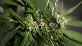 Francia aprueba el uso experimental del cannabis para tratar enfermedades graves 
