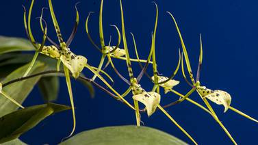  Ladrones de orquídeas socavan biodiversidad del bosque