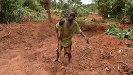 Plantaciones de cacao de Costa de Marfil se convierten en minas de oro clandestinas