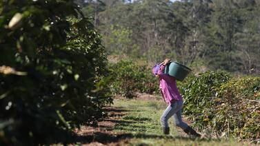 Recolección de cosechas agrícolas requerirá 40.000 trabajadores temporales