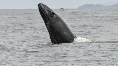 Pacífico sur del país es ‘epicentro’ de ballenas y delfines