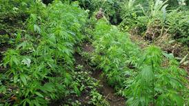 Policía destruye 17.500 plantas de marihuana en la zona sur 