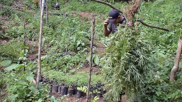 Policía destruye 70.000 plantas de marihuana en operativo de 10 días