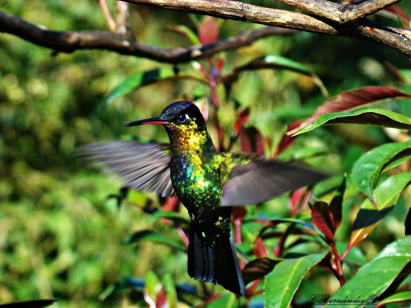 Los colibríes son una de las 425 especies de aves presentes en la Reserva Biológica