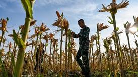 Estados Unidos revisa a la baja producción mundial de maíz por menos cosecha en Brasil