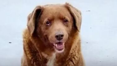 Bobi, el perro más longevo del mundo, falleció a los 31 años en Portugal