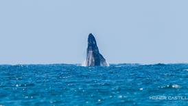 (Video) Fotógrafo captura inusual acercamiento de dos ballenas a playa Guiones