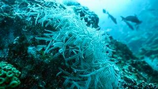 Temperatura atenta contra corales de Isla del Coco