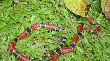 Mordeduras de serpientes solo se tratan con suero antiofídico, advirtió Instituto Clodomiro Picado
