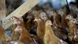 Avicultores en Costa Rica afirman que Nicaragua cerró tránsito a productos ticos por casos de gripe aviar