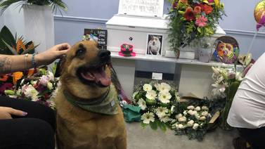 Firulais da el último adiós a su amiga: así es la vela de un perrito en Costa Rica