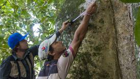 Bosques de Costa Rica tienen 2.040 especies de árboles