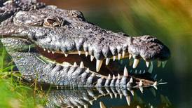 Científicos descubren caso inédito: cocodrilo virgen se reproduce en Costa Rica