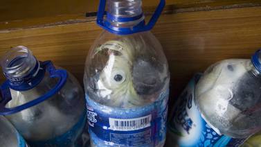 Hombre es detenido en Indonesia por intentar traficar cacatúas en botellas de plástico