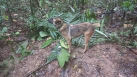 En busca de Wilson: 70 uniformados y dos perras en celo se adentran en la selva colombiana