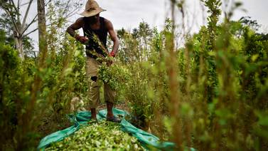 Autoridades incineran plantación de coca en el noreste de Honduras