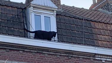 Una pantera negra salió a pasear por techos cerca de Lille, Francia