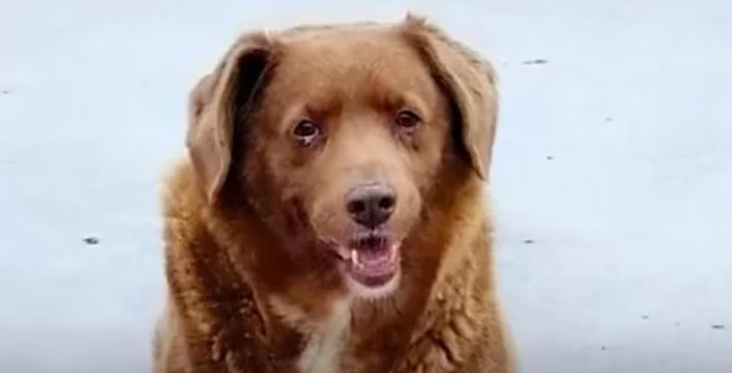 El perro Bobi tenía 37 años, se consideraba el más longevo del mundo.