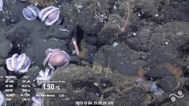 Científicos vuelven a ‘La Pulpería’: el lugar del fondo marino de Costa Rica que cobija una ‘guardería’ de pulpos