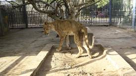 Leones desnutridos de un zoológico en Sudán conmocionan redes sociales