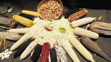Propuesta para declarar maíz patrimonio cultural