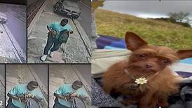 Policía pide ayudar para localizar a Almendra, una pequeña perra robada 