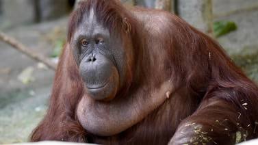 Orangután de 54 años muere por eutanasia en Chicago