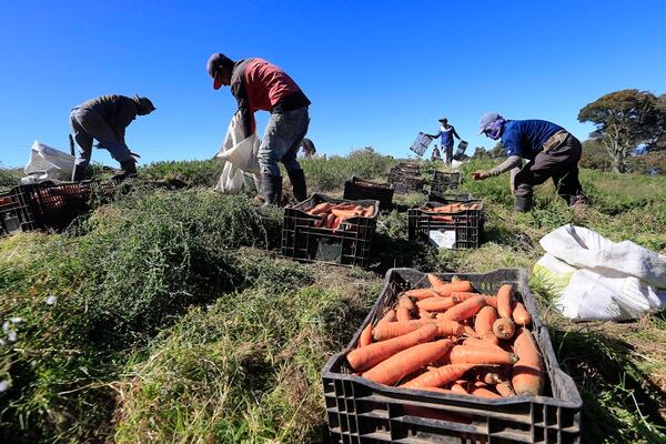 27/03/2020 San Juan de Chicuá. Los agricultores de la zona norte de Cartago se mantienen en labores para garantizar el abastecimiento interno en tiempo de cuarentena por covid-19. No solo recogen las cosechas sino que también cuidan los cultivos y preparan el terreno para sembrar de nuevo. Los productores no cesan sus labores, con lo cual se garantiza la existencia de verduras, hortalizas, granos y leche. En esta finca trabajaban recogiendo zanahoria. Foto: Rafael Pacheco