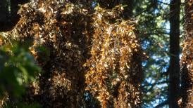 Mina de cobre amenaza para mariposa monarca en México