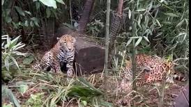 Finquero investigado por autoridades admite tener jaguares cautivos desde 1997