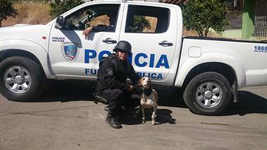 Perra de Unidad Canina fue clave en captura de sospechoso de herir a policías en Curridabat
