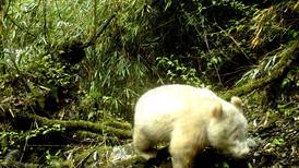 Un raro ejemplar de oso panda albino fue visto en China