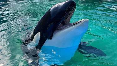 Lolita, la orca más longeva en cautiverio, será liberada tras 52 años 