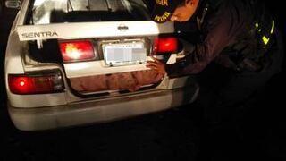Oficiales detienen a tres sujetos con cerdos en cajuela de automóvil 