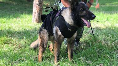 Proteo, perro rescatista de México, murió en labores de rescate en Turquía